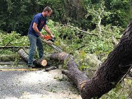 How Our Tree Care Process Works  in  Tinton Falls, NJ